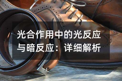 光合作用中的光反应与暗反应:详细解析