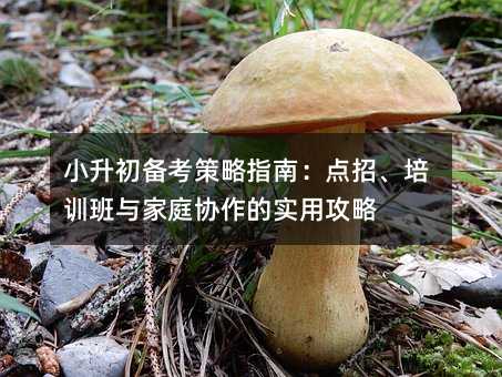 小升初备考策略指南:点招、培训班与家庭协作的实用攻略