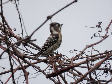 �߿�Ӣ��ѧϰ�����־���